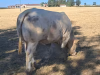 公牛, Cast cow — 照片 6