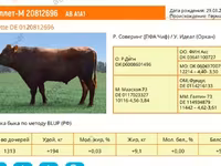 公牛, Aberdeen-Angus — 照片 1