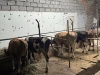 Bull, Cattle — photo 6