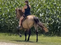 Caballo, Rocky Mountain Horse — foto 6