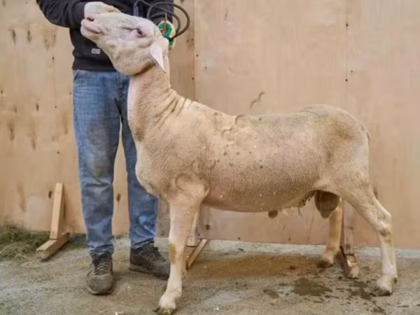 公羊, Lacaune sheep