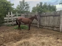 母马, Horses — 照片 2