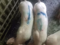 公猪, Pigs — 照片 3