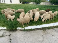 母羊, Sheep — 照片 5