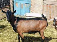 बकरा, Nubian Goat — फ़ोटो 4
