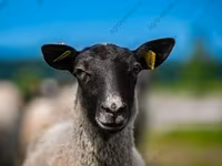 Widder, Romanov sheep — Foto 3