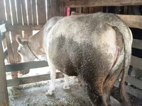 Vaca, Simmental cattle — foto 2