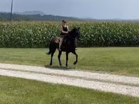 母马, Przewalski's horse — 照片 2