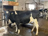 गाय, गोलस्टीन नस्ल — फ़ोटो 7