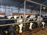母牛, Holstein breed — 照片 8