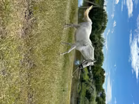 母马, Horses — 照片 3