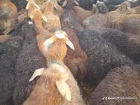 公羊, Sheep — 照片 3