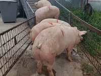 公猪, Pigs — 照片 5
