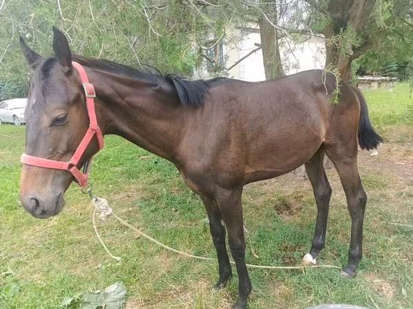 Caballo, Kuznetsk Horse — Kirguistán