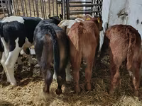 Bull, Cattle — photo 3