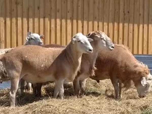 Katum sheep