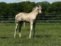 母马, Rocky Mountain Horse — 照片 8