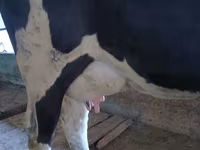 بقرة, Russian Black pied cattle — الصورة 2