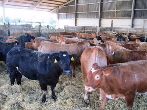 公牛, Cattle — 俄罗斯