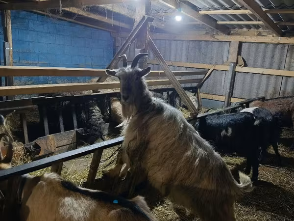 母山羊, Goats