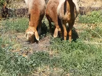 Ram, Rhon sheep — photo 3