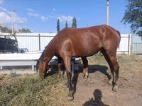 母马, Thoroughbred horse — 照片 6