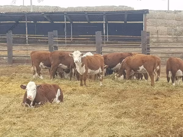 Kuh, Hereford