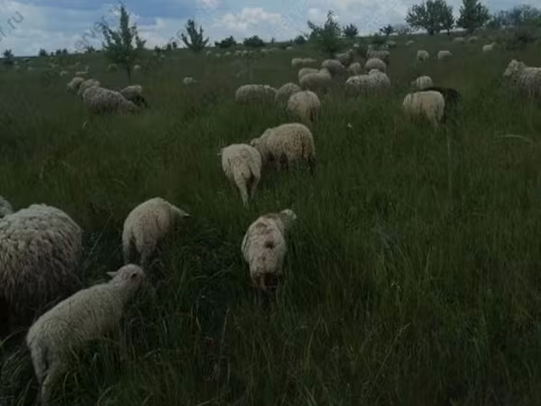Ram, Merino sheep