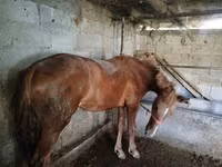 فرس, Swedish warmblood horse — الصورة 1