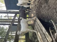 公山羊, LaMancha goats — 照片 2