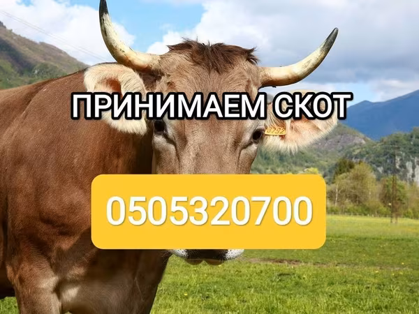Cattle