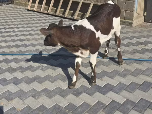 母牛, Cattle