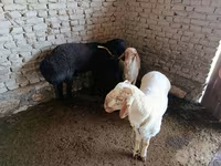 公羊, Sheep — 照片 2