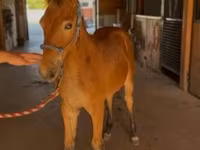 घोड़ा, Rocky Mountain Horse — फ़ोटो 7