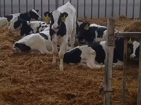 公牛, Cattle