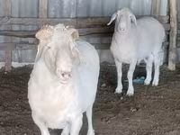 Ram, Sheep — photo 3