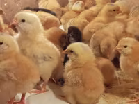 Geese — الصورة 8