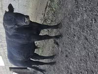 公牛, Cattle — 照片 4
