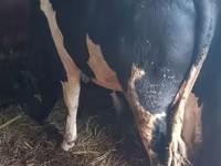 公牛, Holstein breed — 照片 1