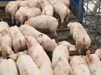 公猪, Pigs — 照片 2