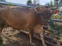 Cow, Swiss cattle — photo 1