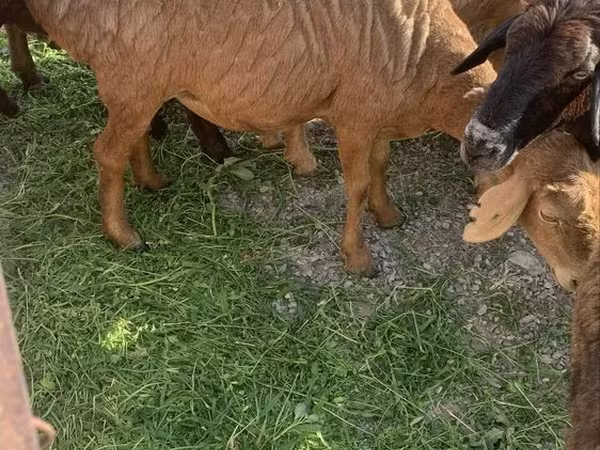 公羊, Sheep — 哈萨克斯坦