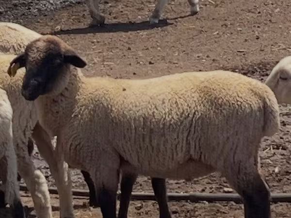 公羊, Hampshire sheep — 哈萨克斯坦