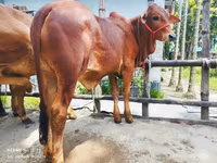 Bull, Cattle — photo 1