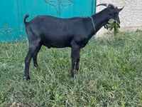 Ziegenbock, Murcia-Granada goats — Foto 3