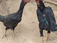 Chickens — الصورة 2