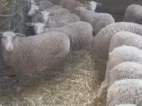 母羊, Sheep — 照片 3