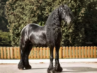 公马, Friesian — 照片 5