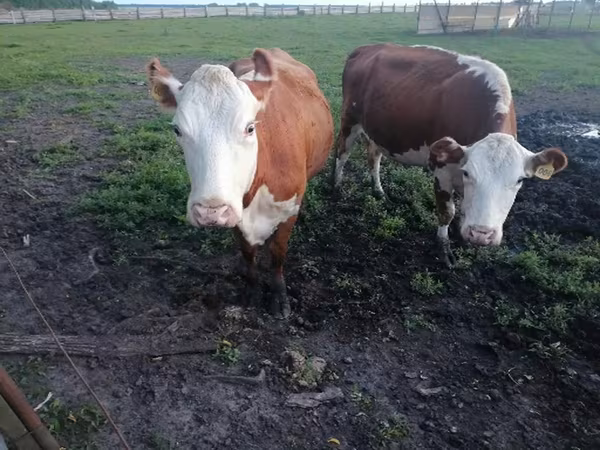 母牛, Hereford — 俄罗斯