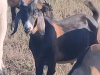 公山羊, Nubian Goat — 照片 1